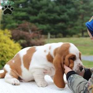 Brinley, Basset Hound Puppy